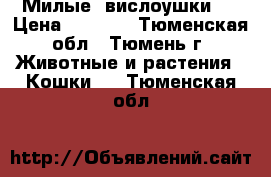 Милые  вислоушки)  › Цена ­ 2 500 - Тюменская обл., Тюмень г. Животные и растения » Кошки   . Тюменская обл.